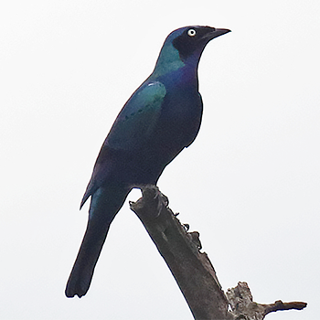 Splendid Starling
