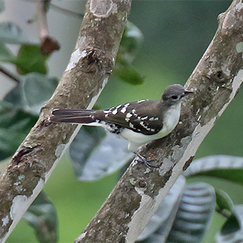 Spotted Greenbul