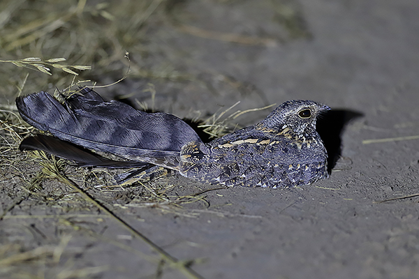 Standard-winged Nightjar