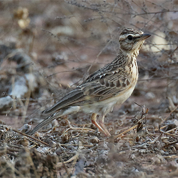 Sun Lark