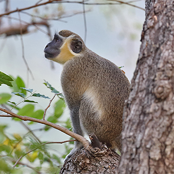 Tantalus Monkey