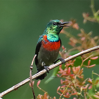 Tiny Sunbird