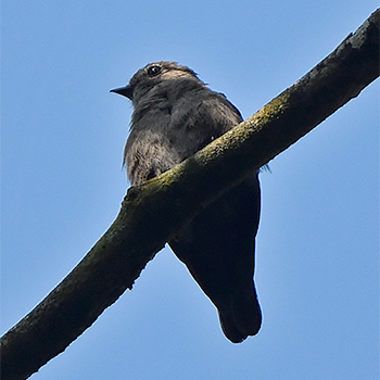 Ussher's Flycatcher