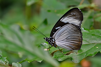 Variable Eggfly