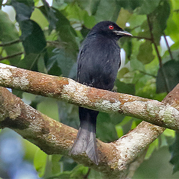 Velvet-mantled Drongo
