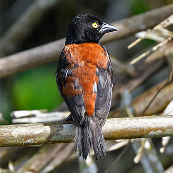 Vieillot's Weaver