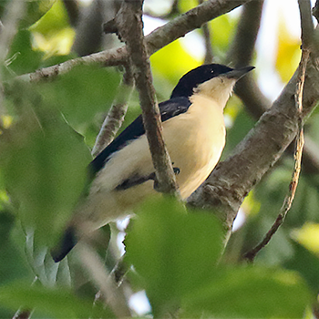 Violet-backed Hyliota