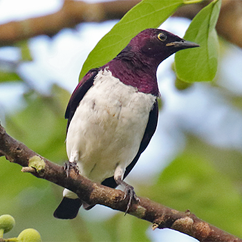 Violet-backed Starling