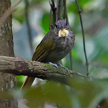 Western Bearded-greenbul
