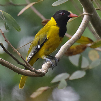 Western Black-headed Oriole
