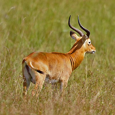 Western Kob