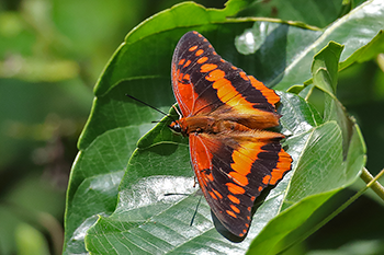 Western Red Charaxes