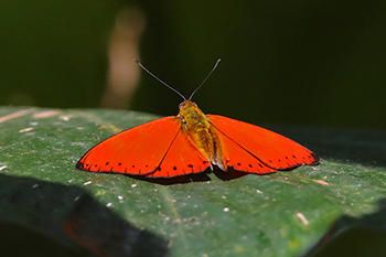 Western Red Glider