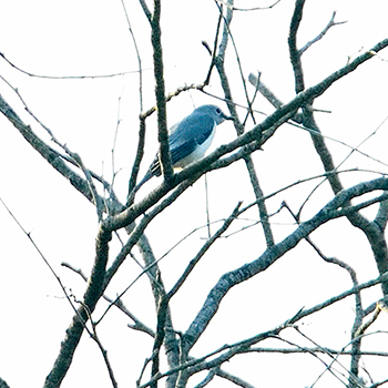 White-breasted Cuckooshrike