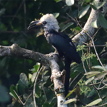 White-crested Hornbill