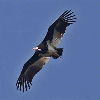 White-headed Vulture
