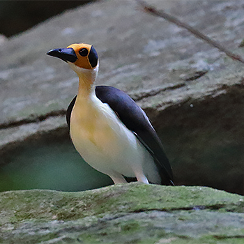 White-necked Rockfowl