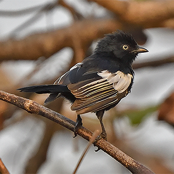 White-shouldered Black-tit