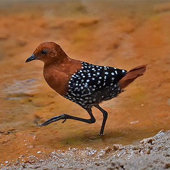 White-spotted Flufftail