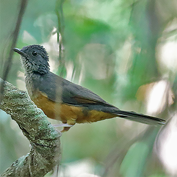 White-tailed Ant-thrush