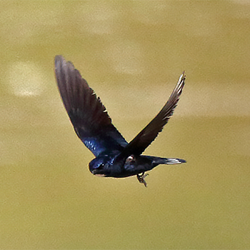 White-throated Blue Swallow