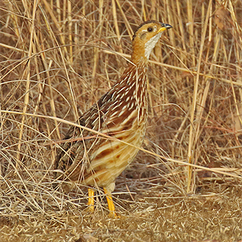 White-throated Francolin