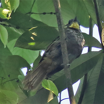 Yellow-bearded Greenbul