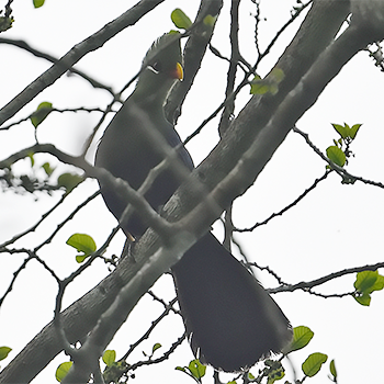 Yellow-billed Turaco