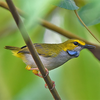 Yellow-browed Camaroptera