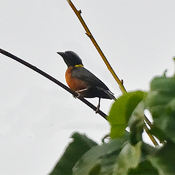 Yellow-mantled Weaver