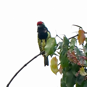 Yellow-spotted Barbet