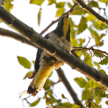 Yellow-throated Cuckoo