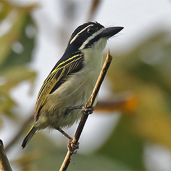 Yellow-throated Tinkerbird