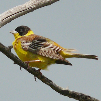 Black-headed Bunting