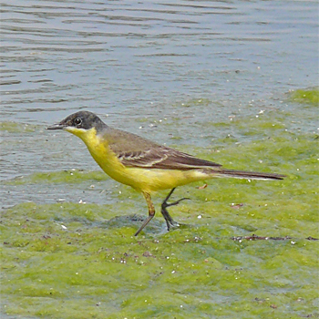 Western Yellow (Black-headed) Wagtail