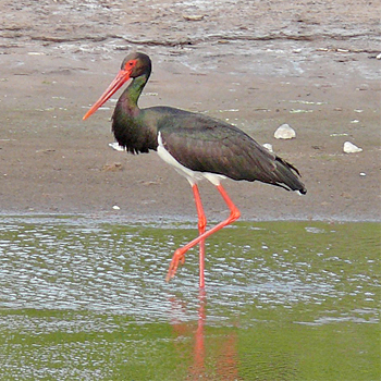 Black Stork