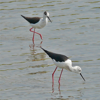 Black-winged Stilts