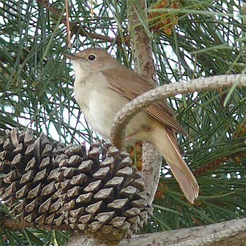 Common Nightingale