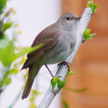 Common Nightingale