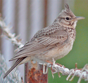 Crested Lark