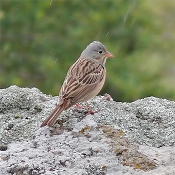 Cretzschmar's Bunting