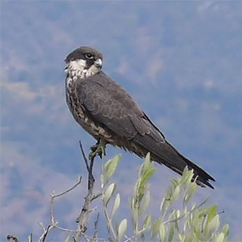 Eleanora's Falcon