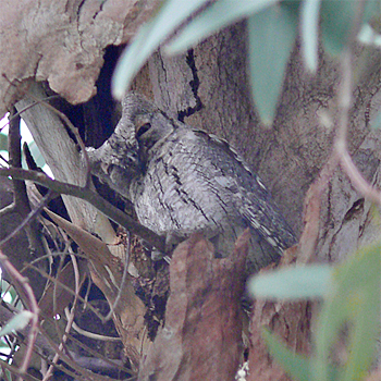 Eurasian Scops-owl