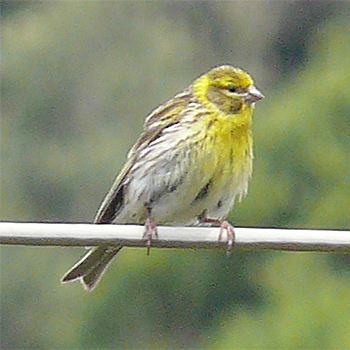European Serin