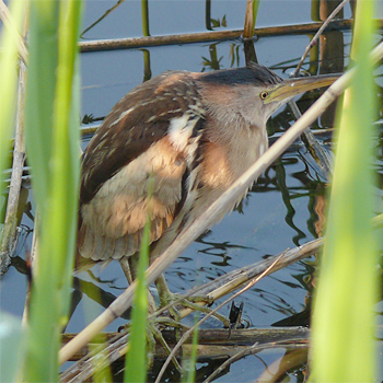 Little Bittern