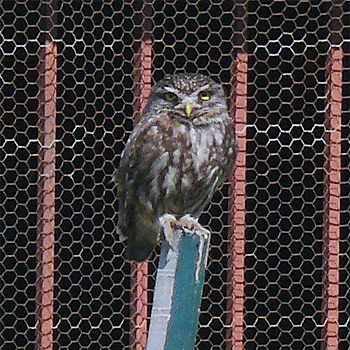 Little Owl