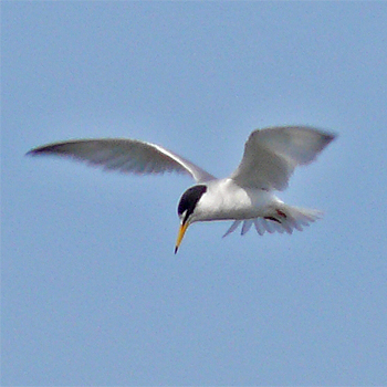 Little Tern