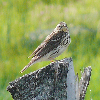 Red-throated Pipit