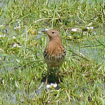 Red-throated Pipit