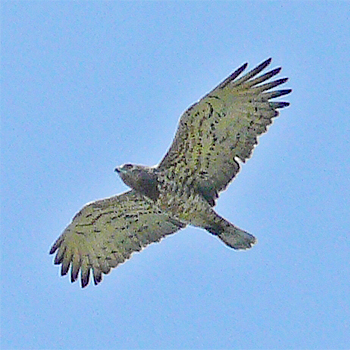 Short-toed Snake-eagle